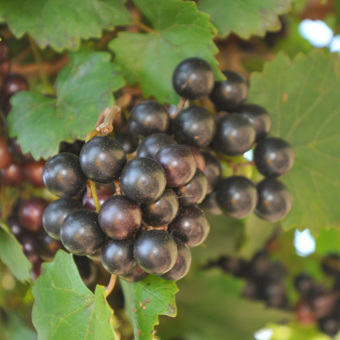 Noble Muscadine Grape Vine