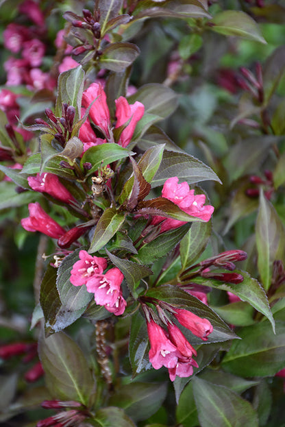 Shining Sensation Weigela