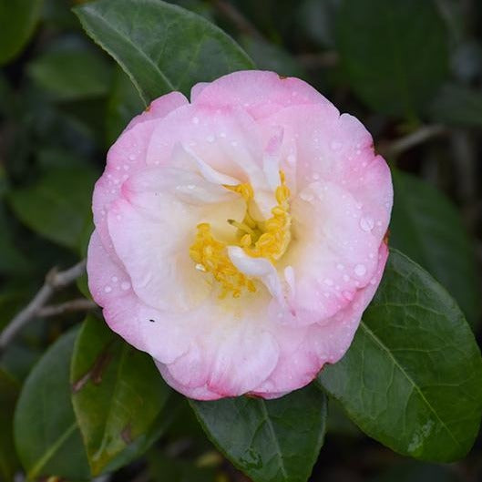 Camellia Dr Tinsley-Elegant Shell Pink Flowers Blooms