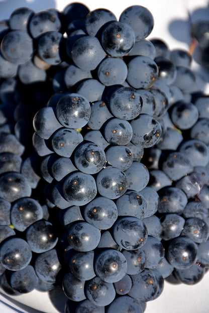 Marechal Foch - Grapes for Red wine