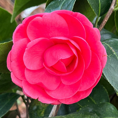 Camellia Jack Flower Plant-Deep Pink Formal Double Blooms
