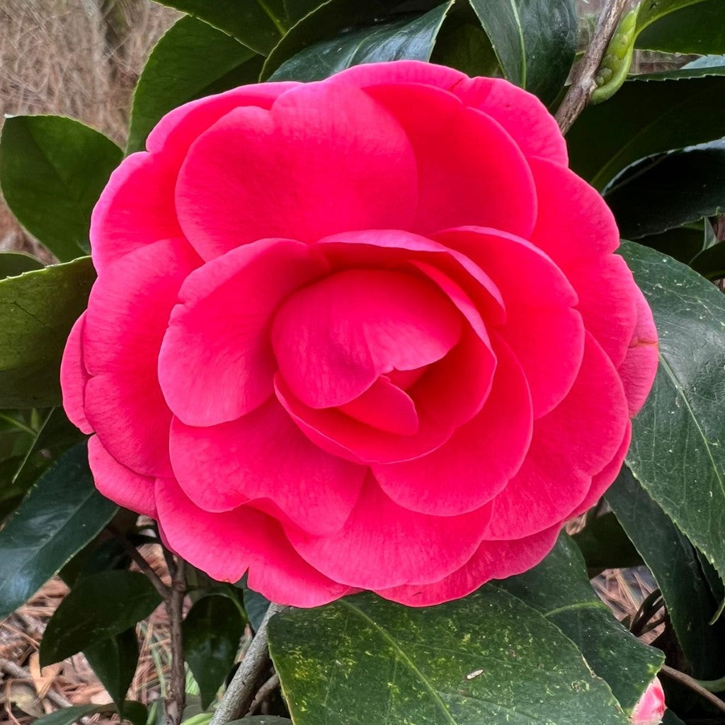Camellia Jack Flower Plant-Deep Pink Formal Double Blooms
