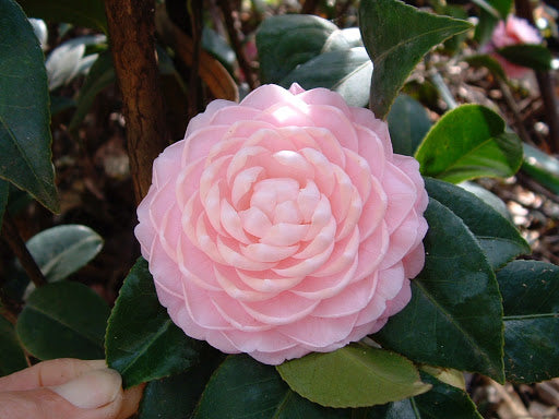 Camellia Otome Flower Plant-Dainty Pale Pink Blooms