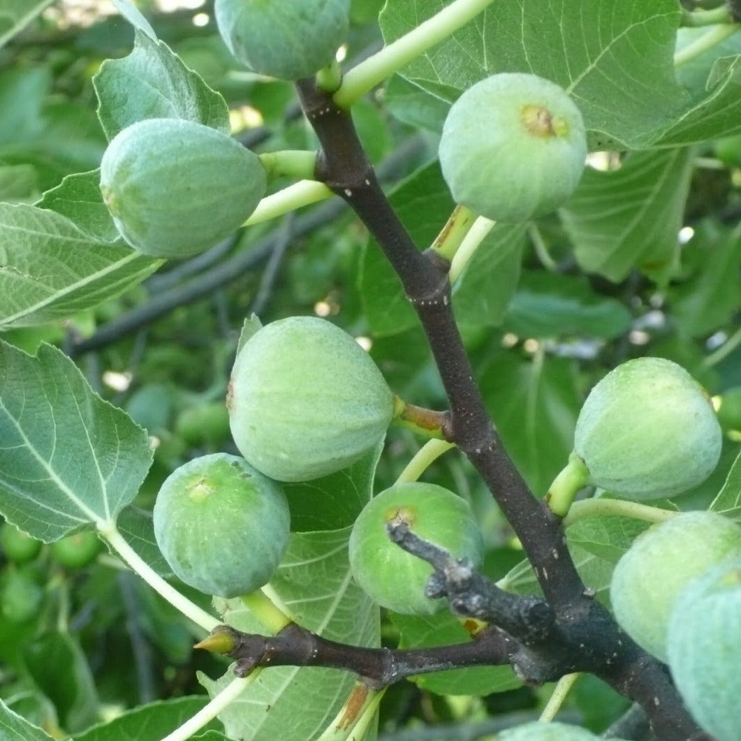 Kadota Fig Tree - Considered Best All-Round Fig - EZ Growing Plants