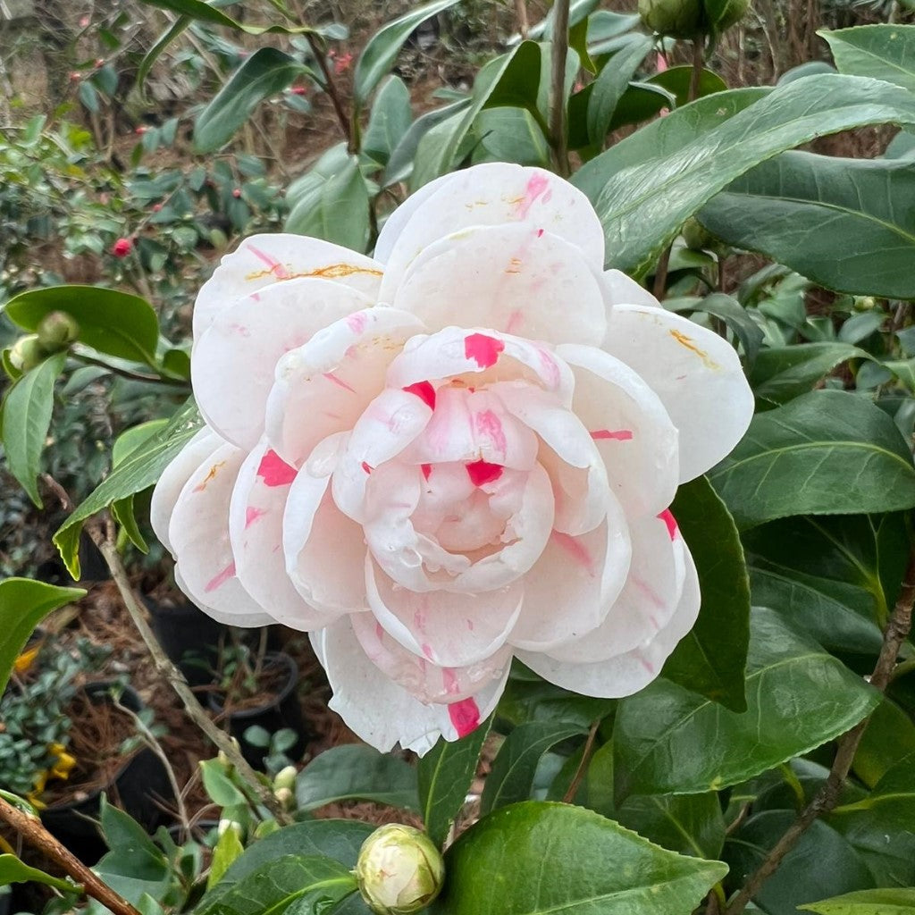Camellia La Peppermint-Spectacular White, Formal Double Blooms