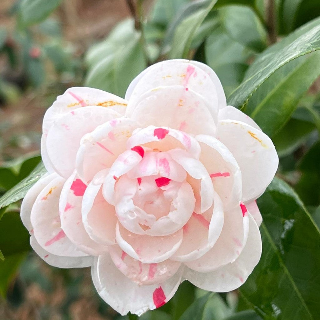 Camellia La Peppermint-Spectacular White, Formal Double Blooms