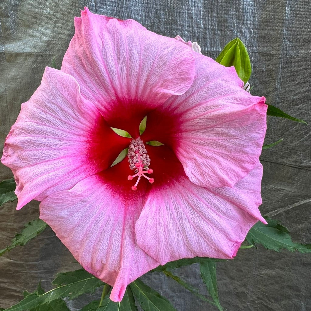 Lady Baltimore Hibiscus Shrub-Large Dinner plate size Pink Flowers