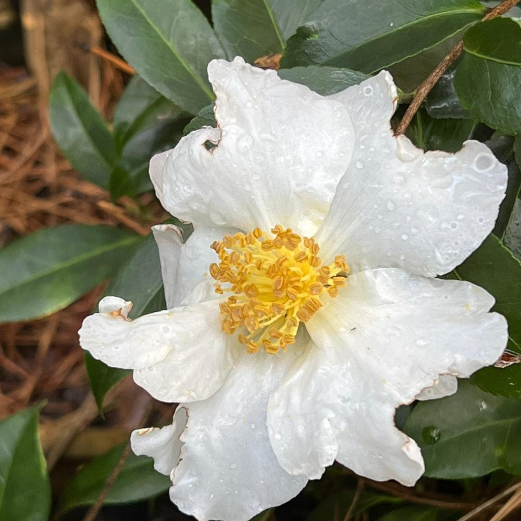 Leslie Ann Camellia Sasanqua-Exceptional Bi Colored Blooms