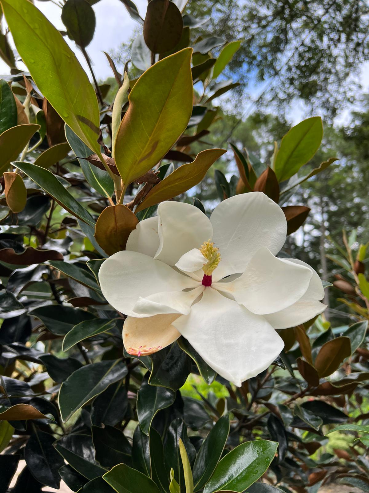 Little Gem Dwarf Magnolia, Elegance and Beauty, Huge Fragrant White Flowers,Blooms For Long Time, Good For Smaller Places