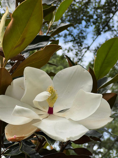 Little Gem Dwarf Magnolia, Elegance and Beauty, Huge Fragrant White Flowers,Blooms For Long Time, Good For Smaller Places