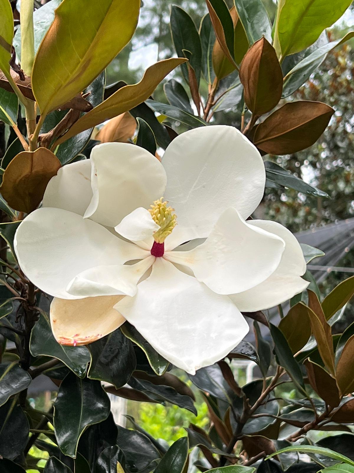 Little Gem Dwarf Magnolia, Elegance and Beauty, Huge Fragrant White Flowers,Blooms For Long Time, Good For Smaller Places