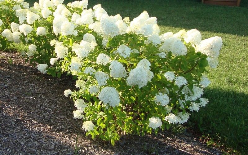 Dwarf Limelight Hydrangea- a Petite Shrub,Grows To a Height of 3-5 Tall and Wide, Very Cold Hardy To -35*F