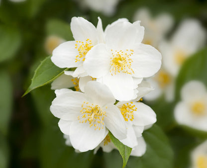 MOCK ORANGE- Gorgeous Flowering shrub large, Beautiful white flowers in early summer.