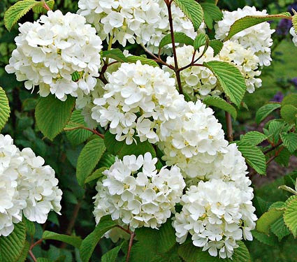 Nantucket Viburnum-Showy Clusters of Fragrant, Creamy White Flowers