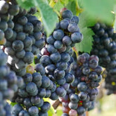 Nesbitt Muscadine Grape Vine