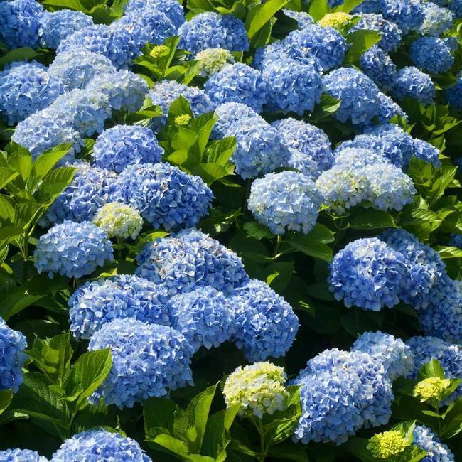 Nikko Blue Hydrangea, An Easy-Care Fast Growing Shrub