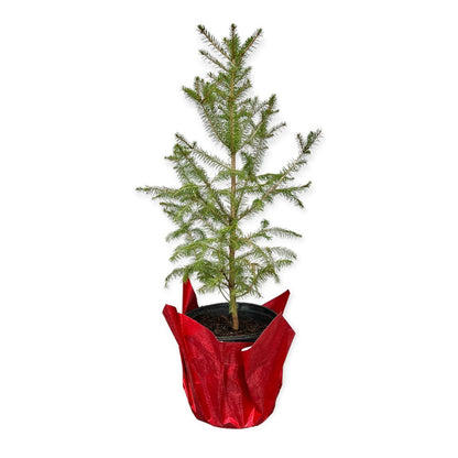Norway Spruce- Mini Christmas Trees Live