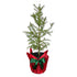Norway Spruce- Mini Christmas Trees Live