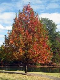 Nuttall Oak Tree