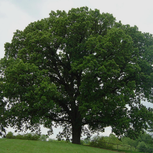(1 Gallon) Bur Oak- Large Masculine Tree with a Very Wide, Open Crown
