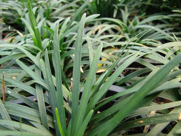 1 Gallon Pot: Ophiopogon Japonicus &