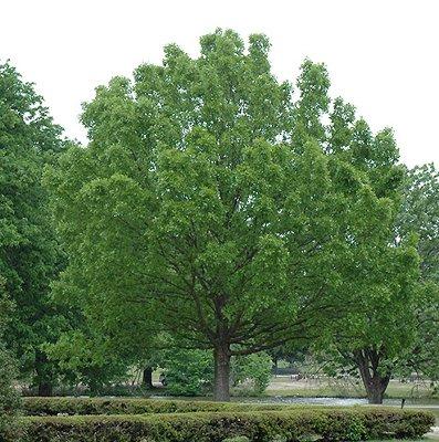 Overcup Oak Tree