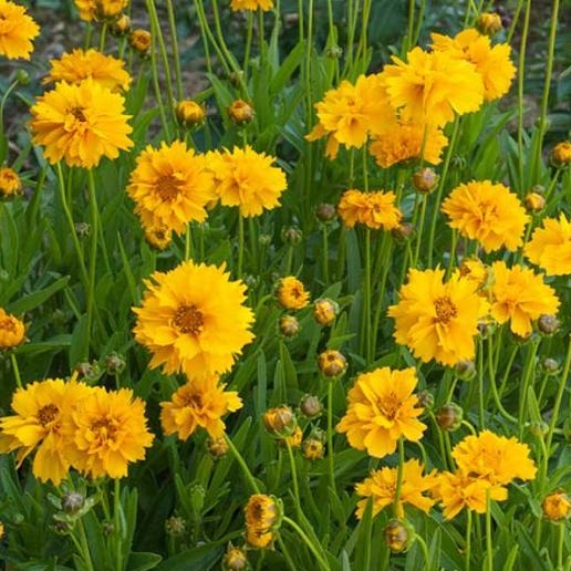 1 Gallon Pot: Coreopsis Grandiflora &