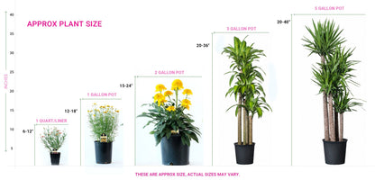 (4 In 1) Fruit Cocktail Tree - 4 Different Fruits On One Plant - Plum, Nectarine, Peach, Apricot
