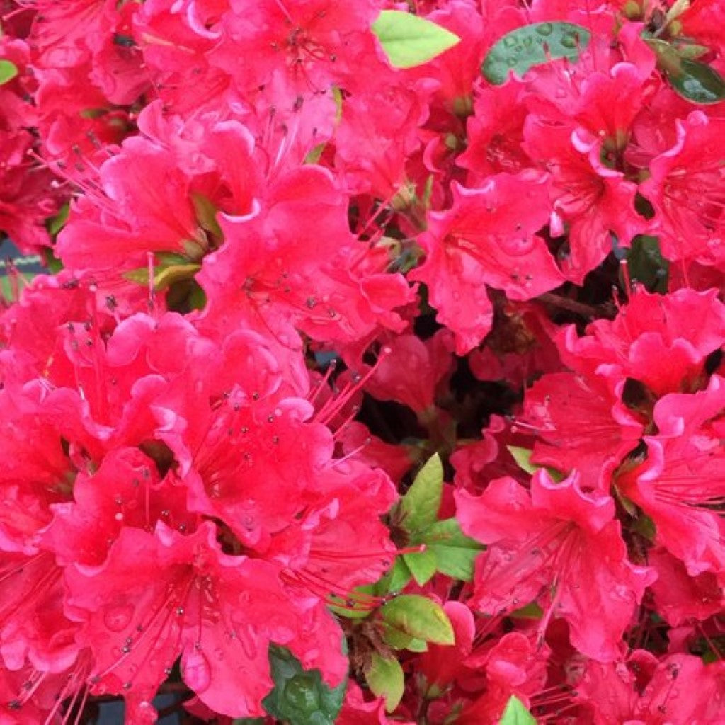 Perfecto Mundo Red Reblooming Azalea