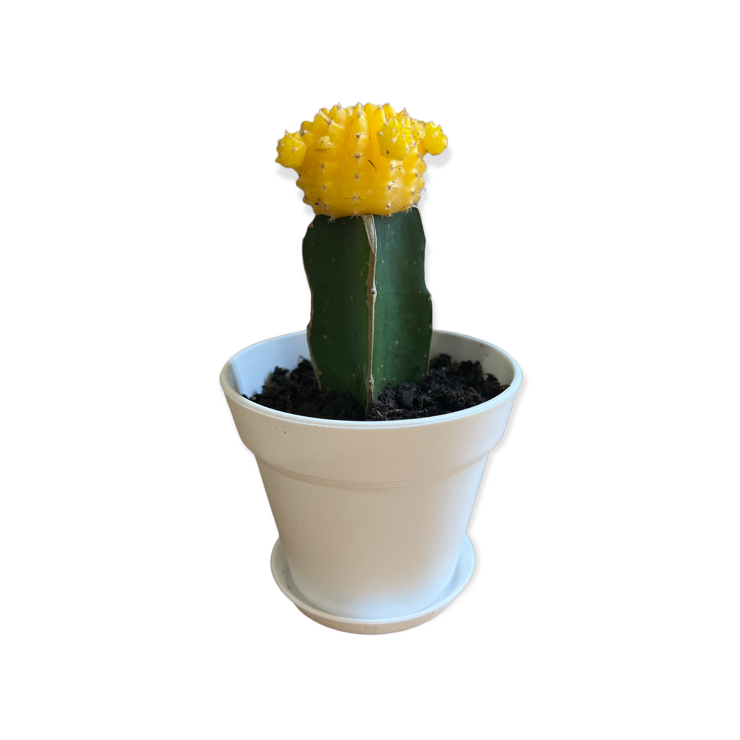 Grafted Cactus