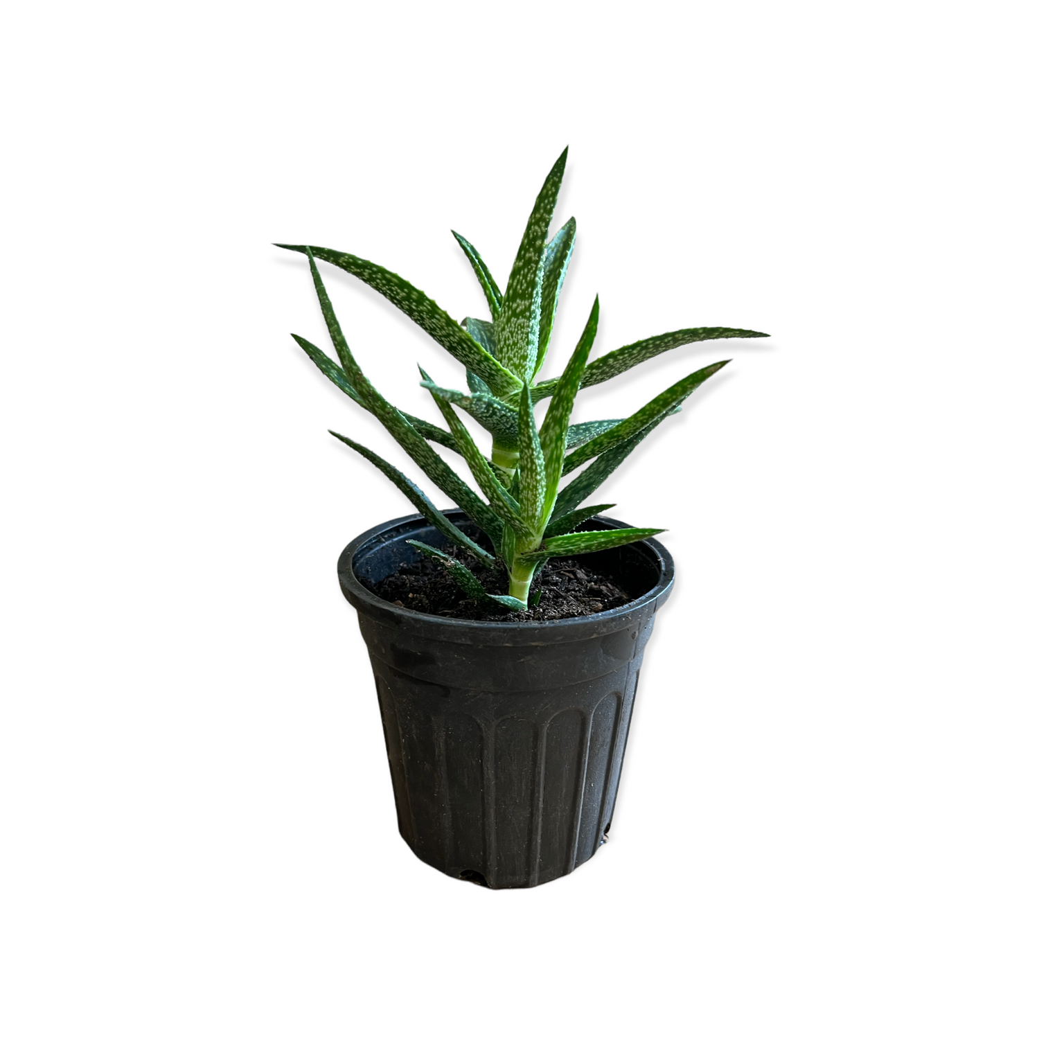 Climbing Aloe Variegated Succulent Live Plant Ez Growing Plants 9131