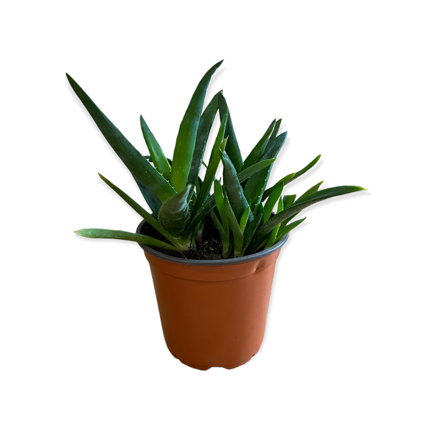 Aloe Succulent Plant (Live Plant)