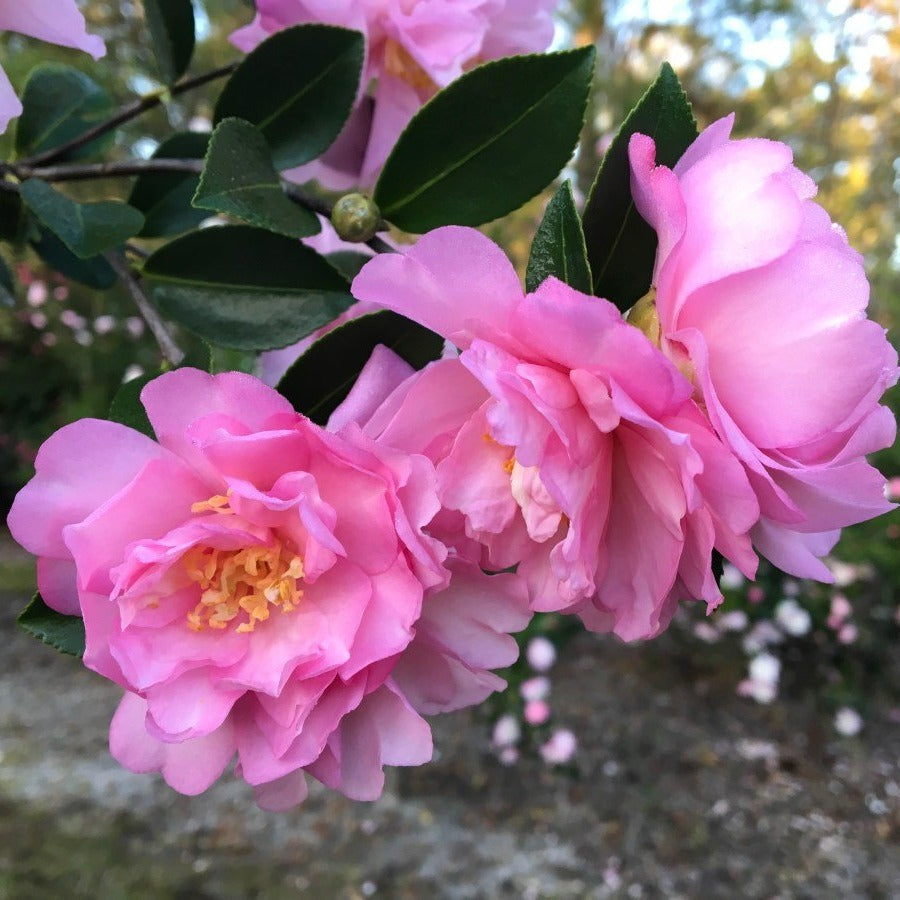 Camellia Pink Snow-Gorgeous Large Double Pink Blooms