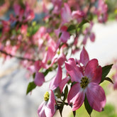 Red Dogwood Tree- Gorgeous Red Flowers In Spring, Vibrant Red Berries, Green Leaves Turn Crimson In Fall.