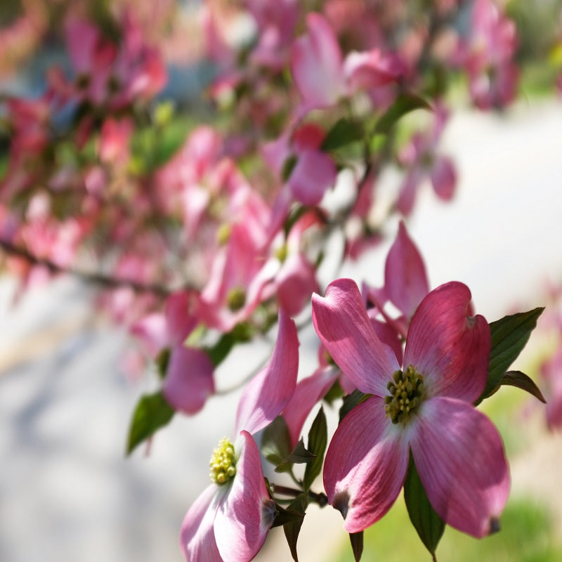 Pink Dogwood Tree, Gorgeous Rose Pink Flowers In Spring, Vibrant Red Berries, Green Leaves Turn Crimson In Fall.