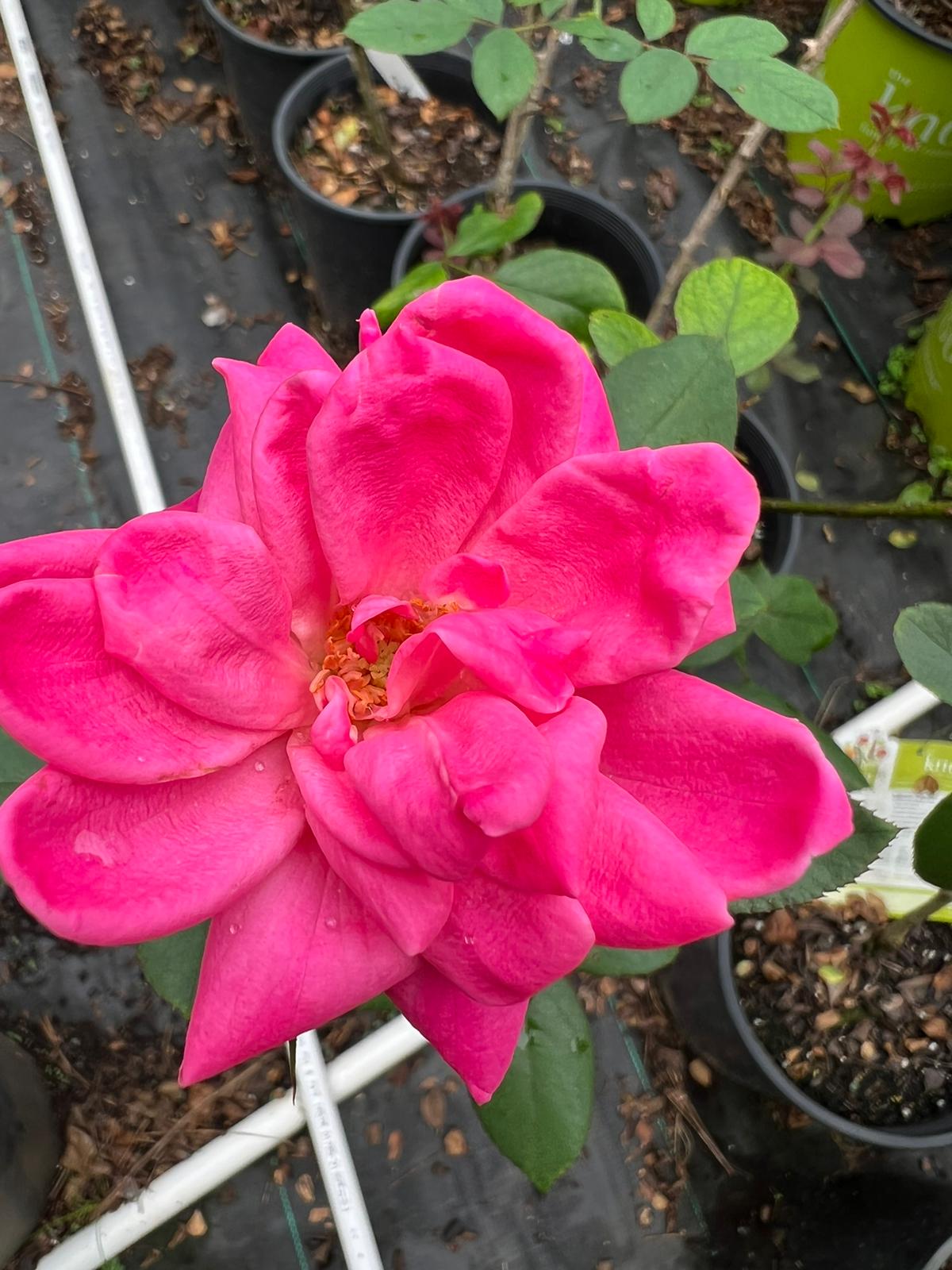 Pink Double Knockout Rose