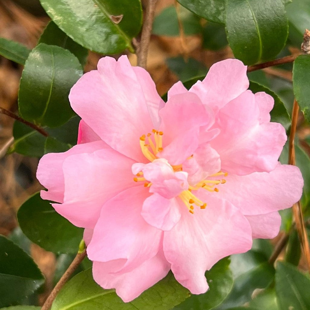 Camellia Pink Snow-Gorgeous Large Double Pink Blooms