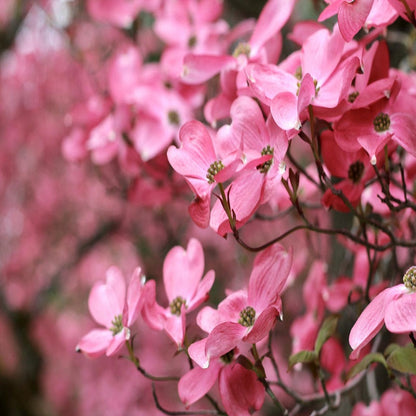 Red Dogwood Tree- Gorgeous Red Flowers In Spring, Vibrant Red Berries, Green Leaves Turn Crimson In Fall.