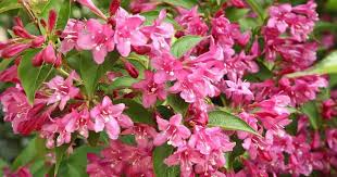 Pink Weigela, Absolute Beauty, Re-Blooming, Bountiful Pink Flowers