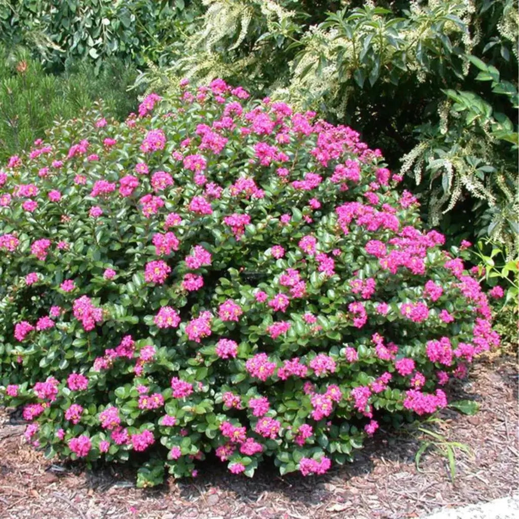 Shrubs Plant