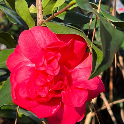 Camellia Professor Sargent - Gorgeous Red Blooms in Winter