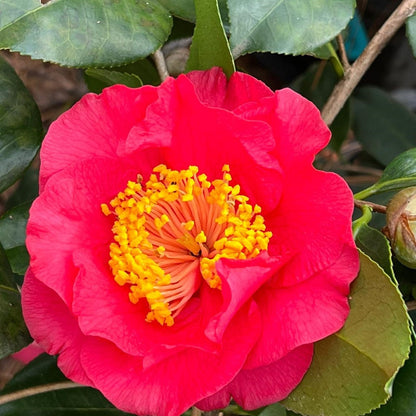 Camellia R.L.Wheeler-Stunning Double Rose Pink Blooms
