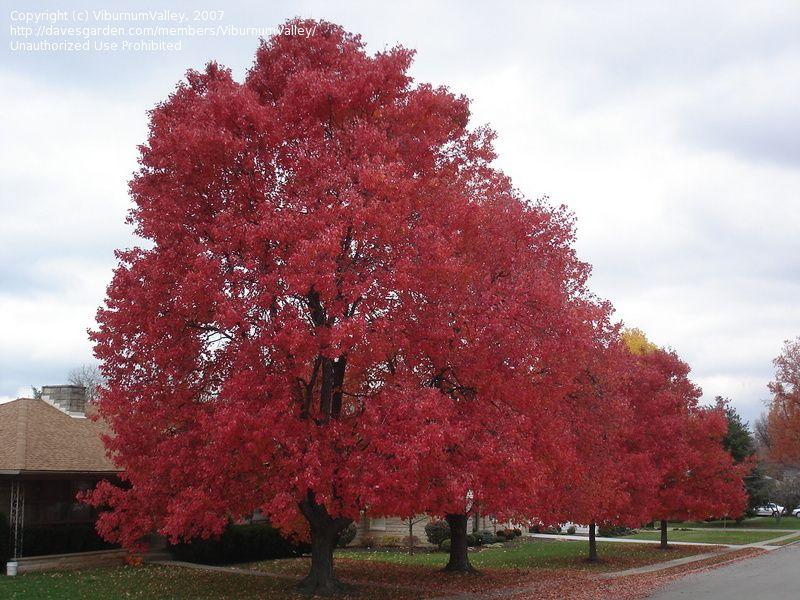 Red Maples Tree-Brings Color To Your Landscape Year-Round