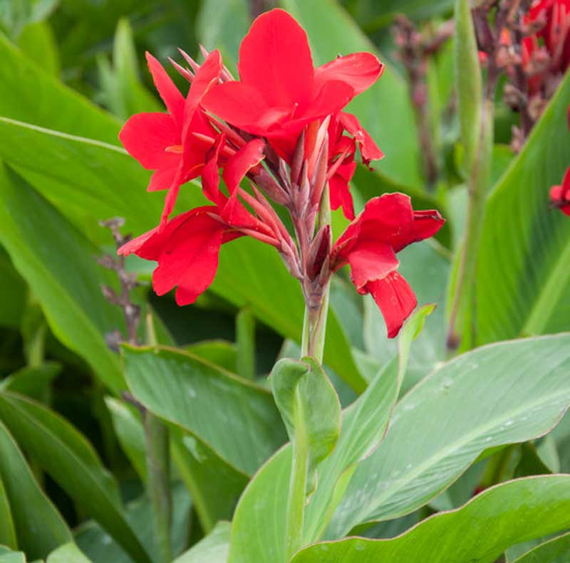 (1 Gallon) Red Canna Lilly, Blooms Late Spring To Early Frost, Very Colorful Blooms of Ruffled Spikes Tapering To Refined Buds.