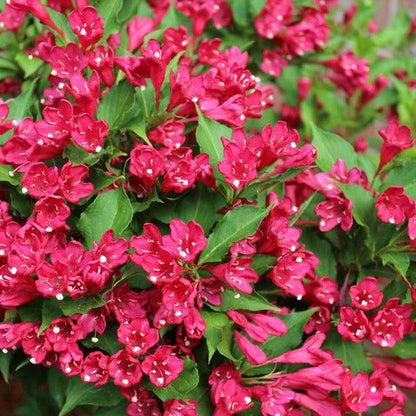 Red Weigela, Absolute Beauty, Re-Blooming, Bountiful Red Flowers