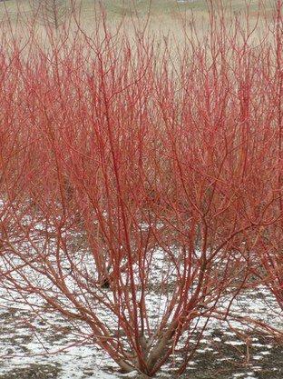 Red Twig Dogwood, Coral Red Bark, Great For Erosion Prevention and Mass Plantings Have a Stunning Winter Visual Impact