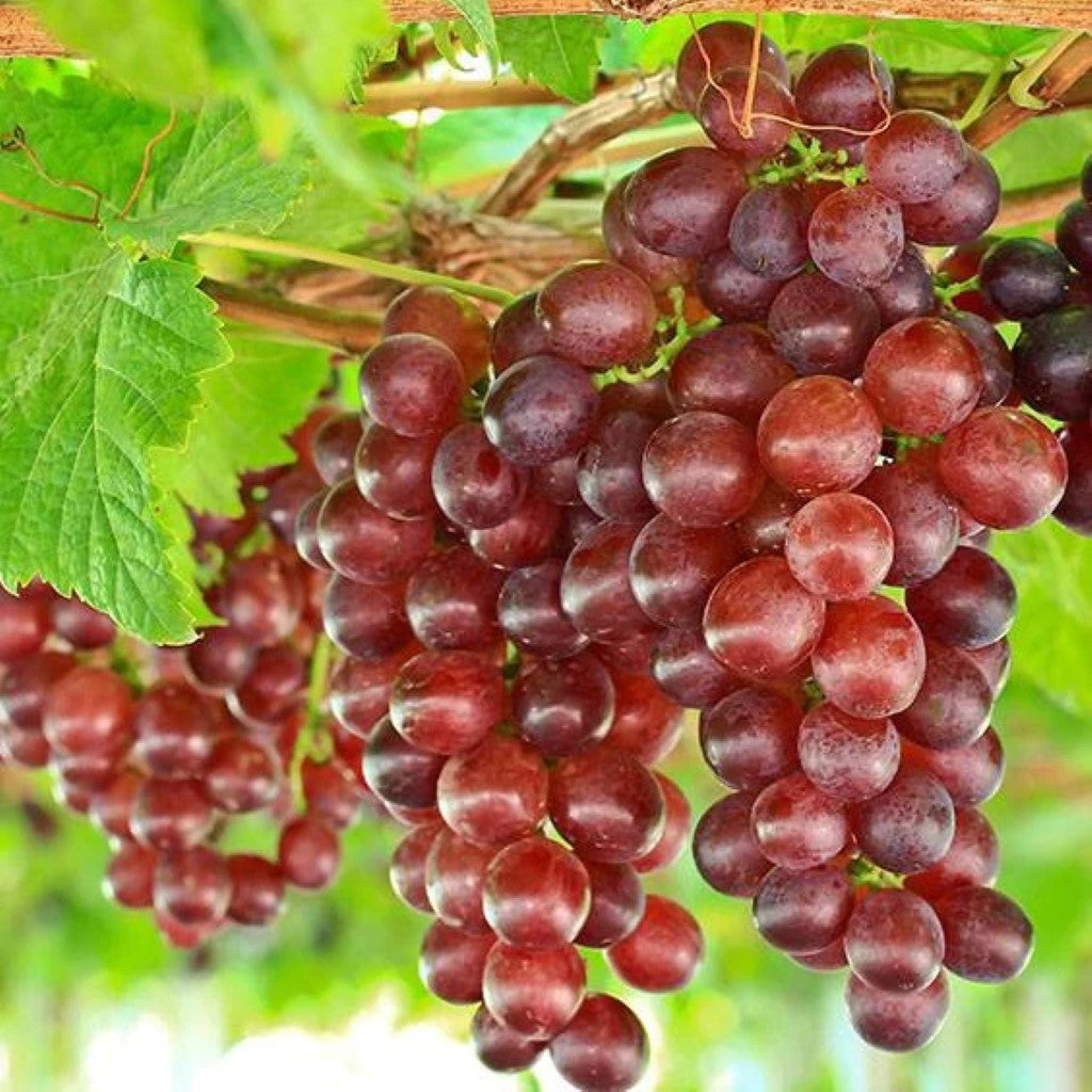 Reliance Red Seedless Grape Vine