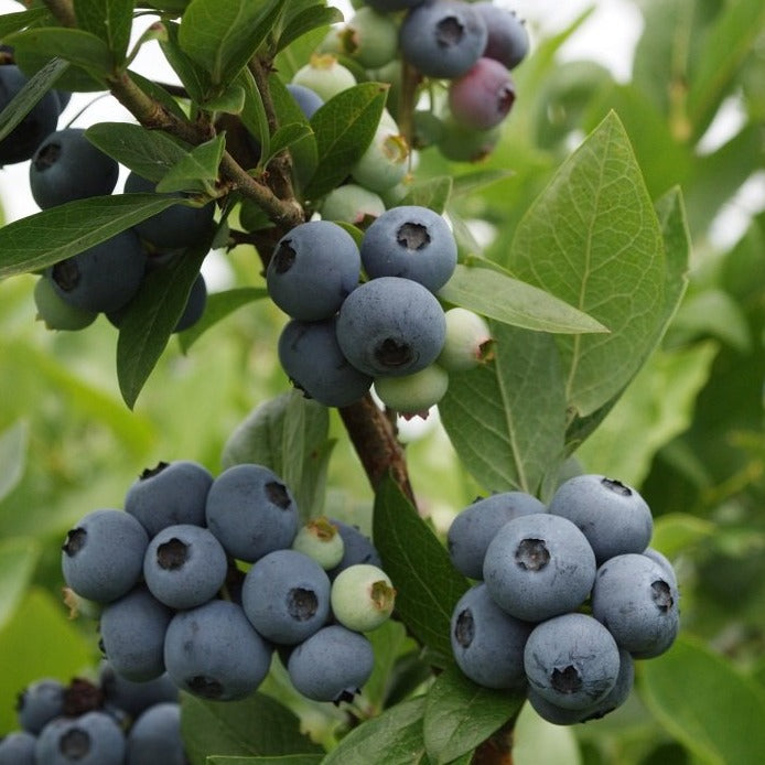 Bonita Blueberry Shrub, Early Variety, Good For Warmer Climates, Firm Large Size Fruit, Light Blue Color, Great Flavor