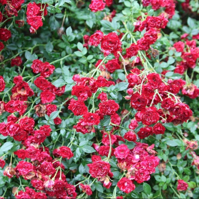 Red Cascade Rose -Miniature Red Rose, Climber, Ground Cover and For Trellis