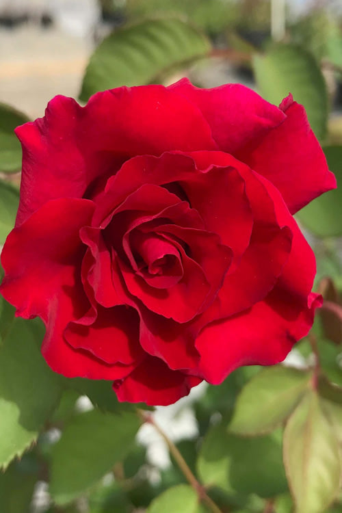 Brindabella Red Empress Rose
